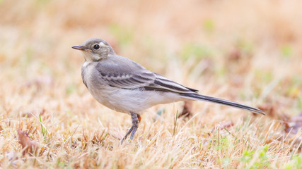 Yellow wagtail, female