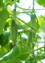 Cucumber on a branch.