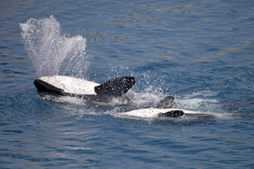 Naklejka premium Killer whales on the back