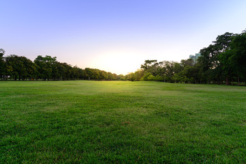 Golf course landscape with tree.