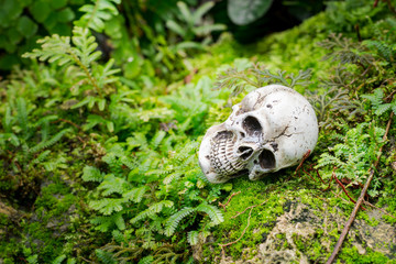 Still Life image; Human skull on the reef with moss