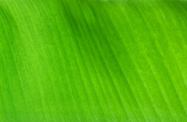 Abstract banana leaf texture on light from the back