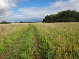 Fototapeta na wymiar Поле с желто-зеленой травой и голубое небо с облаками в осенний солнечный день