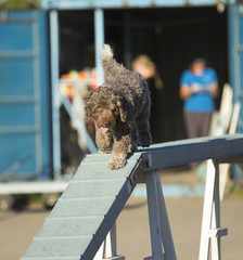 Dog agility in action. Image taken on a sunny day on a sandy track.