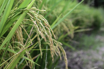 Close up of golden rice paddy.