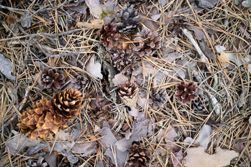 forest ground