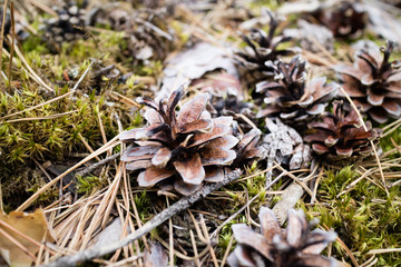 forest ground