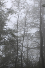 trunks of trees in thick fog
