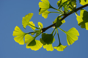 Lichtdurchflutete Blätter eines Gingkobaumes