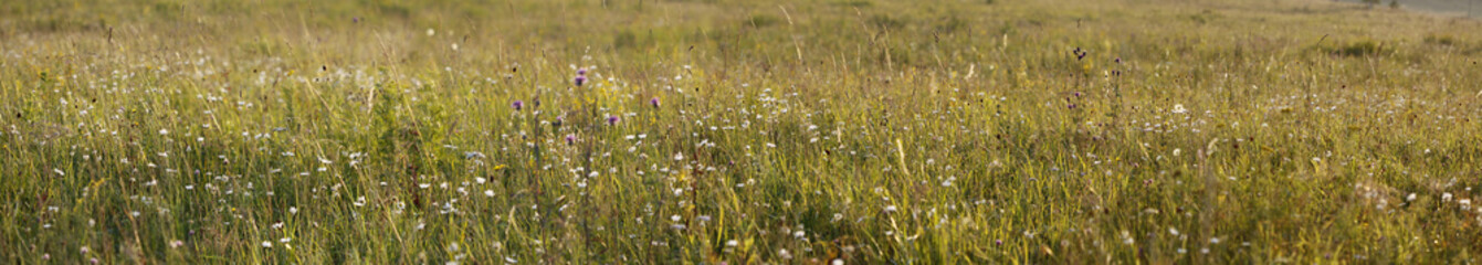 Field of fresh summer grass