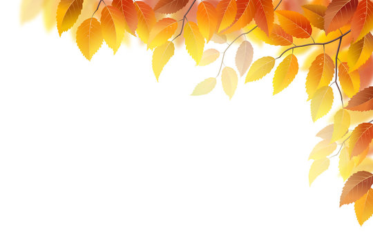 Autumn branches with leaves on white, vector illustration