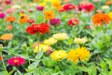 Colorful Zinnia Flower on tree in garden