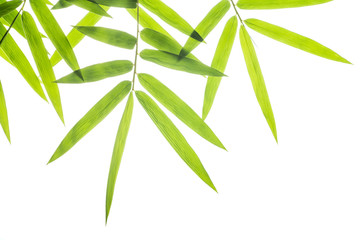 bamboo leaf isolate on white