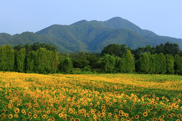 Obraz premium 岩手県矢巾 ひまわり畑
