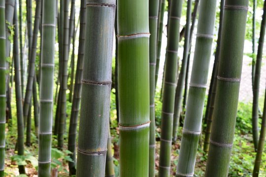 竹林／山形県の庄内平野で竹林を撮影した写真です。