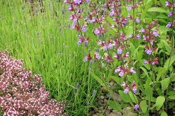 Sage, lavender and wild thyme in eco -friendly backyard formal garden, vegetable garden. Herbarium. 