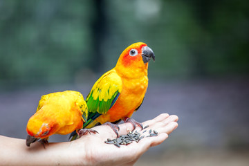 Fototapeta na wymiar Parrot on woman hand in park