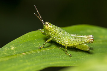 Grasshopper on leaf