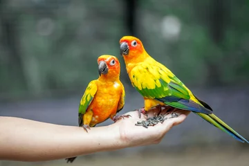 Foto op Canvas Parrot on woman hand in park © pingpao