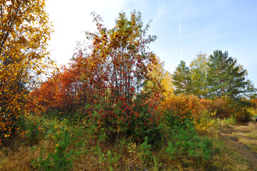 autumn in the forest