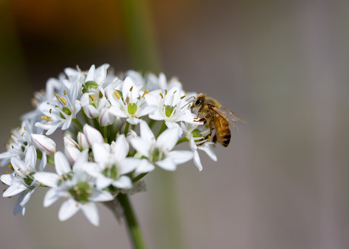 An image of a bee working on a flower on a sunny day.