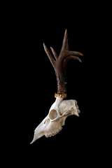Animal skull. Roebuck skull isolated on black background.