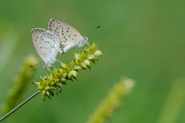 Mating Butterflies On Grass Flower with Green Background