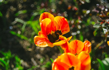 Fototapeta premium Orange Flowers