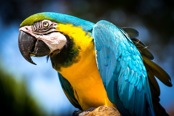 Blue-and-yellow macaw (Ara-ararauna)