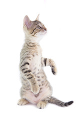 Piccolo gatto tigrato seduto sulle zampe posteriori 