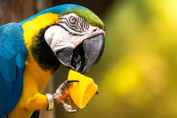 Foto op Plexiglas Blue-and-yellow macaw (Ara-ararauna) © xfargas