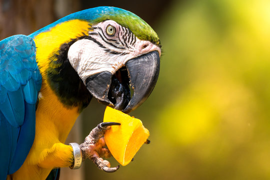 Fototapeta Blue-and-yellow macaw (Ara-ararauna)