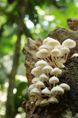 White mushrooms growing on decaying wood on forest floor