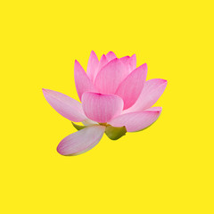 Pink nuphar flowers, water-lily, pond-lily, spatterdock, Nelumbo nucifera, also known as Indian lotus, sacred lotus, bean of India, lotus