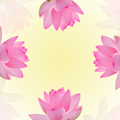 Pink nuphar flowers, water-lily, pond-lily, spatterdock, Nelumbo nucifera, also known as Indian lotus, sacred lotus, bean of India, lotus