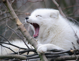 yawning fox