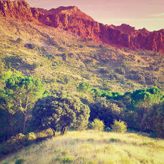 Fototapeta premium Forest