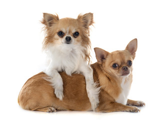 two chihuahuas
