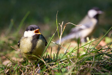 Bird singing at a local public park