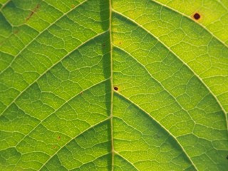Leaf texture