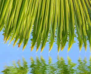  reflets de feuille de palmier 
