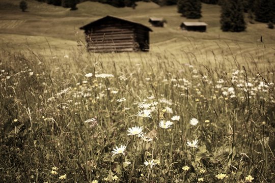 Vintage: Beautiful meadow in the Alps