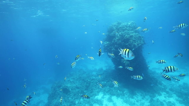 Flock of fish near coral reef