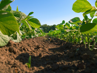 Soybean plantation rows. Worm's view 