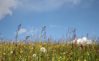 Obraz premium Paesaggio Alto Adige Alpe di Siusi