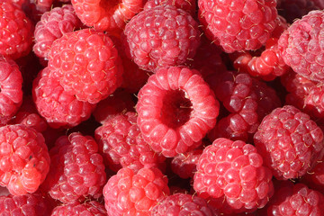 Basket with fresh ripe raspberries standing on a table in a garden

