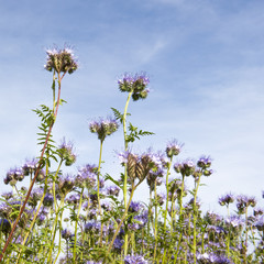 Lila wildflowers against blue sky