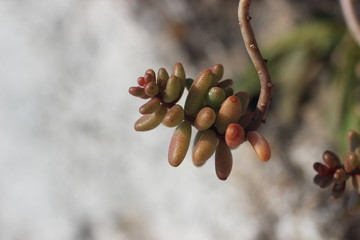 Succulent.Succulent plant.