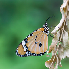 Butterfly in nature