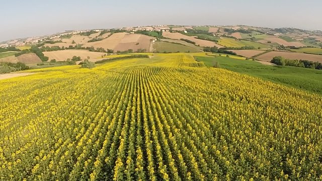 Colline e girasoli